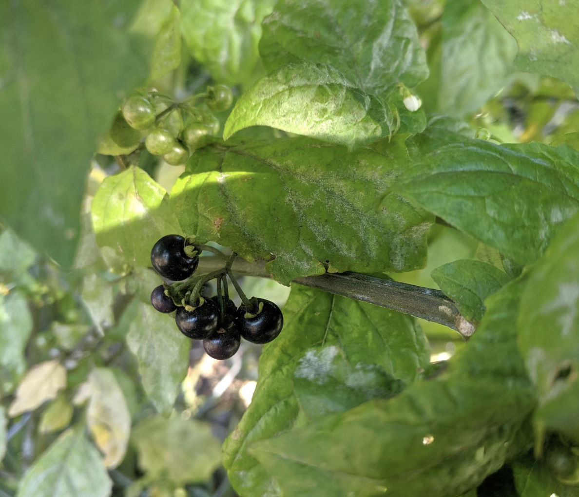 a picture of the american black nightshade plant